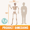 83-Inch Halloween Life-Size Posable Skeleton Bones with Moveable Joints Brown