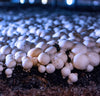 Miracle LED 'Shroom Indoor Grow Light Kit for Oyster, Shiitake Mushrooms 8-Pack