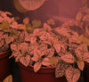 Miracle LED M.LED Hydroponics 2-Time Zone Indoor Growing System