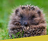 Wildlife Friend Hedgehog House with Roofing Felt and Floor 16in X 16in X 7in