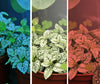 Miracle LED Modular Grow Solutions 4-Step Life Cycle Indoor Grow Kit Blue, Red, Blue/Red