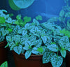 Miracle LED Nanometer 450 Indoor Grow Light Kit Blue Spectrum (8-Pack)