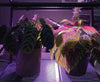 Miracle LED 52W Mighty Grow Lamp Kit for Indoor Growing Red/Blue Spectrum 8-Pack