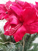 Holiday 32" Artificial Potted Amaryllis