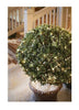 Home Accents Holiday 150 Mini Incandescent Clear Net Lights